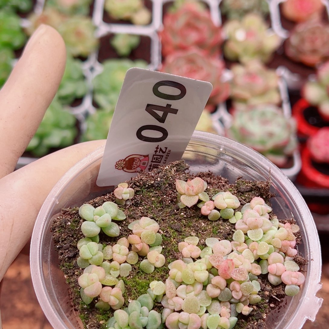 多肉植物多肉植物