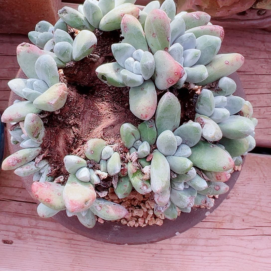 9092拇指杂交仙女杯