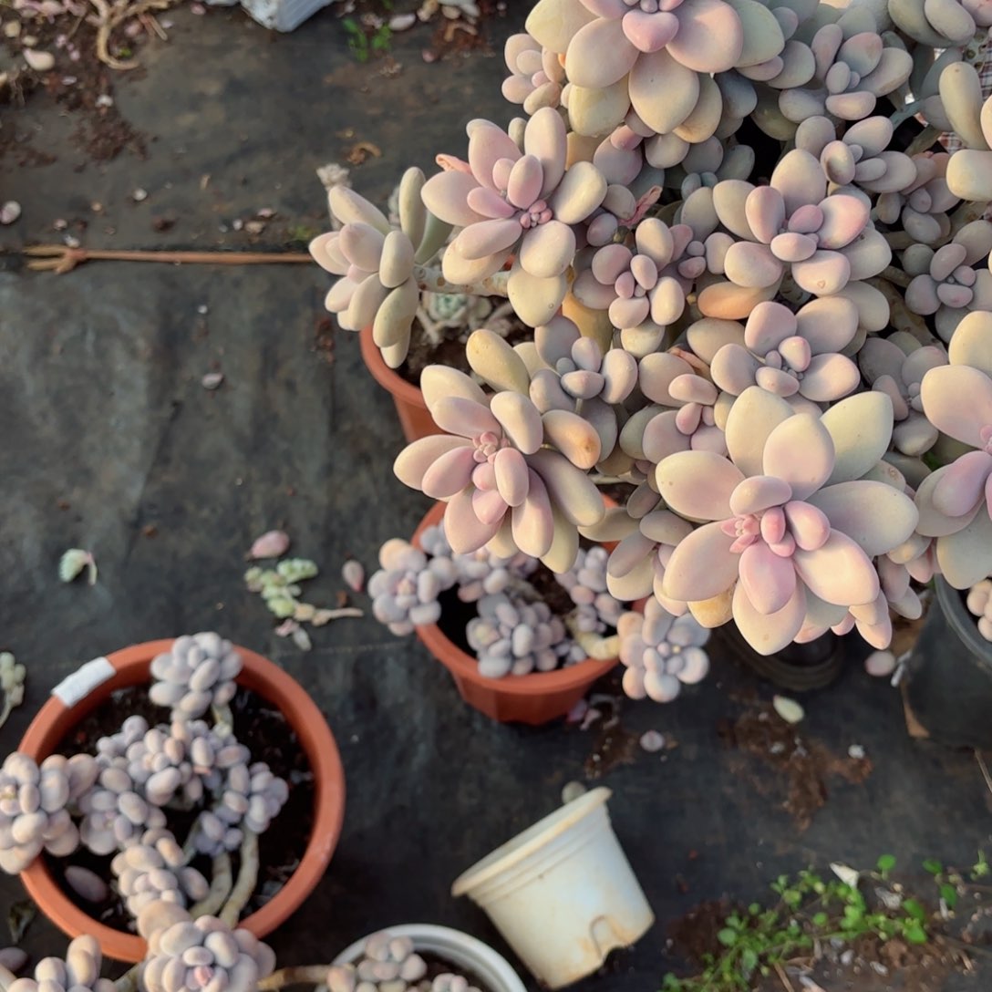 静**争桃蛋1-73。       