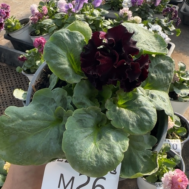 海***儿无花朵M026角堇小苗一物一拍默认苗晃