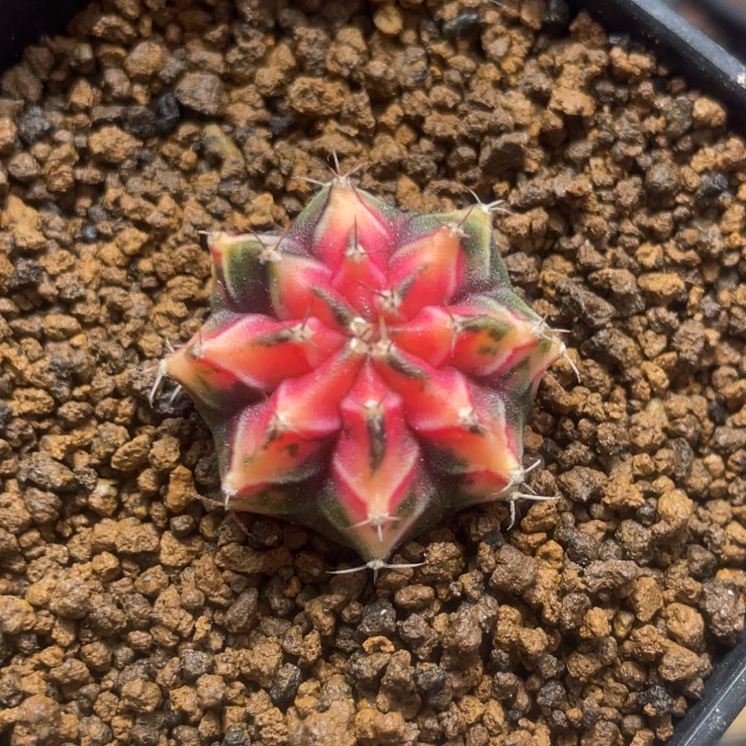 当前无花朵，栽培后可花朵橘粉棱背锦
