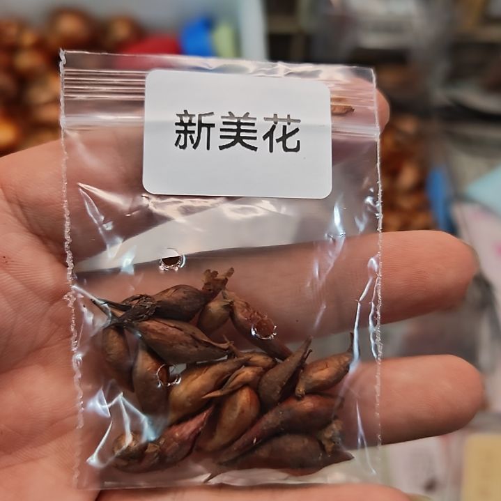 酢浆草早花新美花肉酢