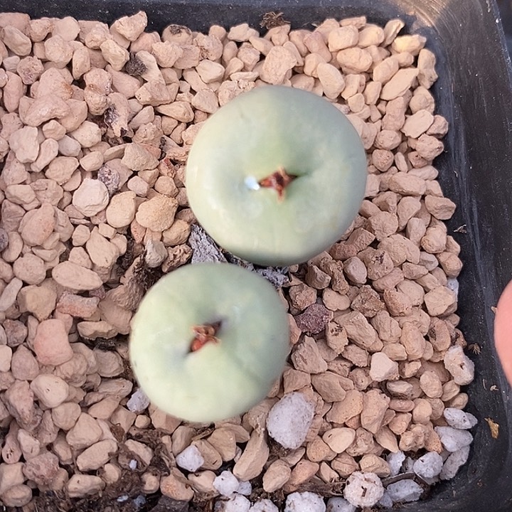 28513双头小红嘴一颗