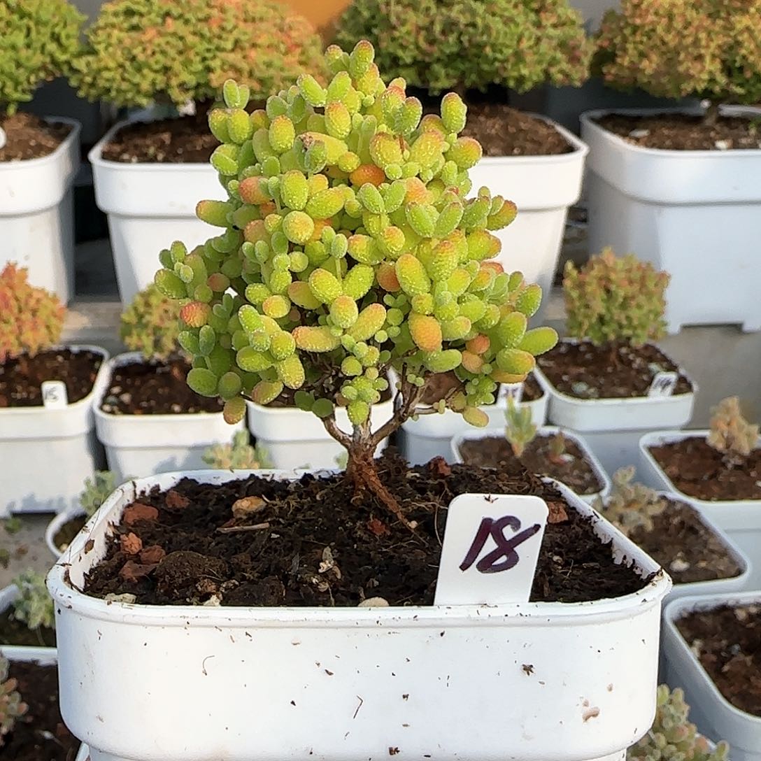 蜜橘糖球枝干番杏