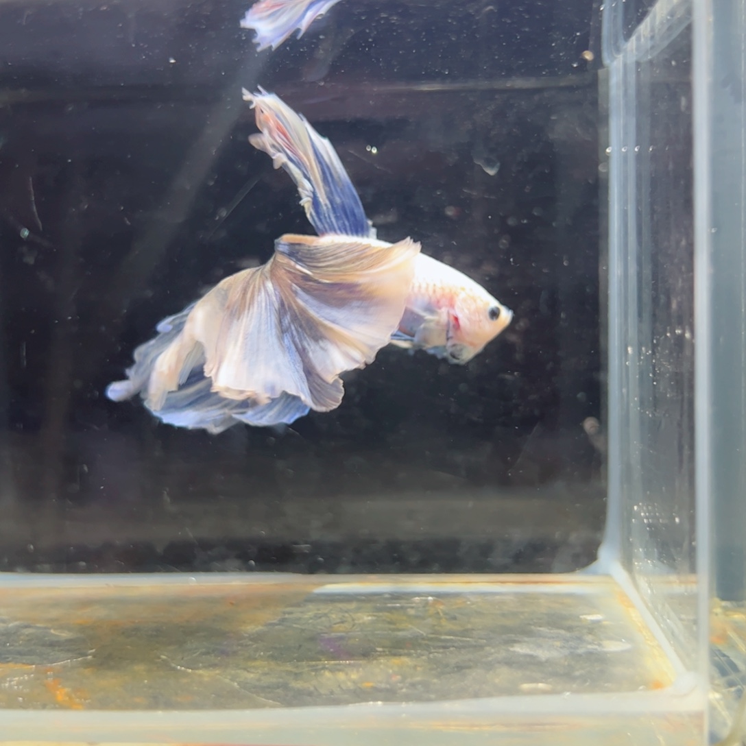 斗鱼浅色特殊尾hhhh