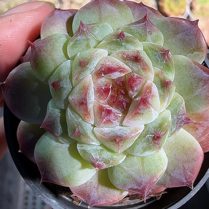 1118------08秘境冰魄