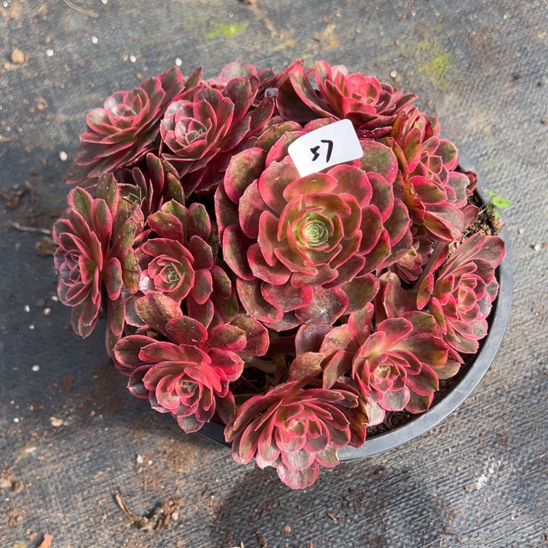 57克拉恋人多肉椅子