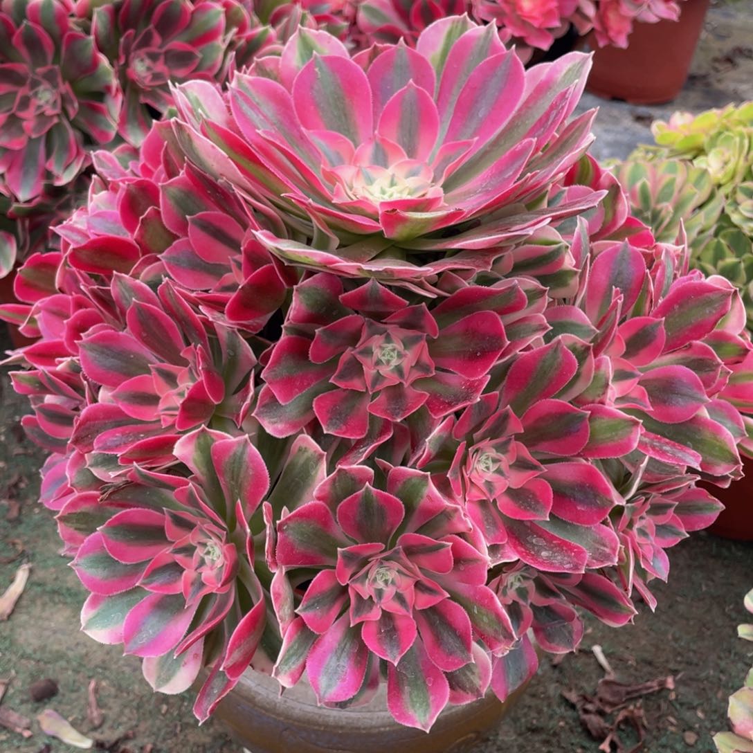 603粉女巫精品法师老桩