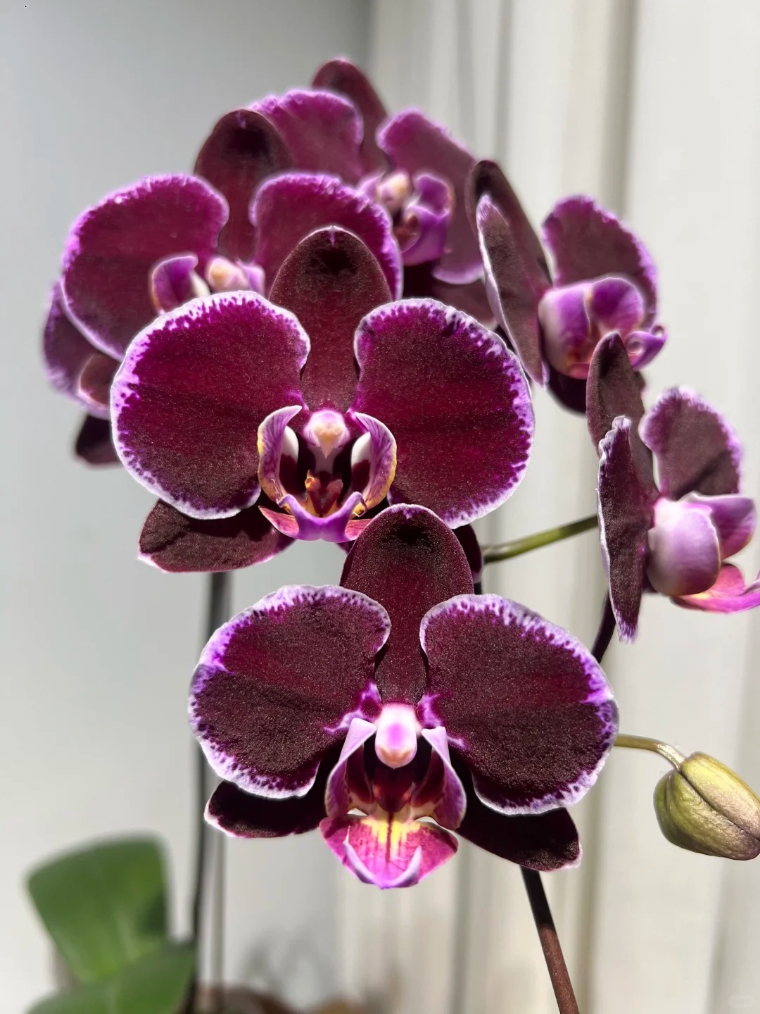 兰蝶汇【蒙彼利埃】蝴蝶兰开花发货阳台桌面