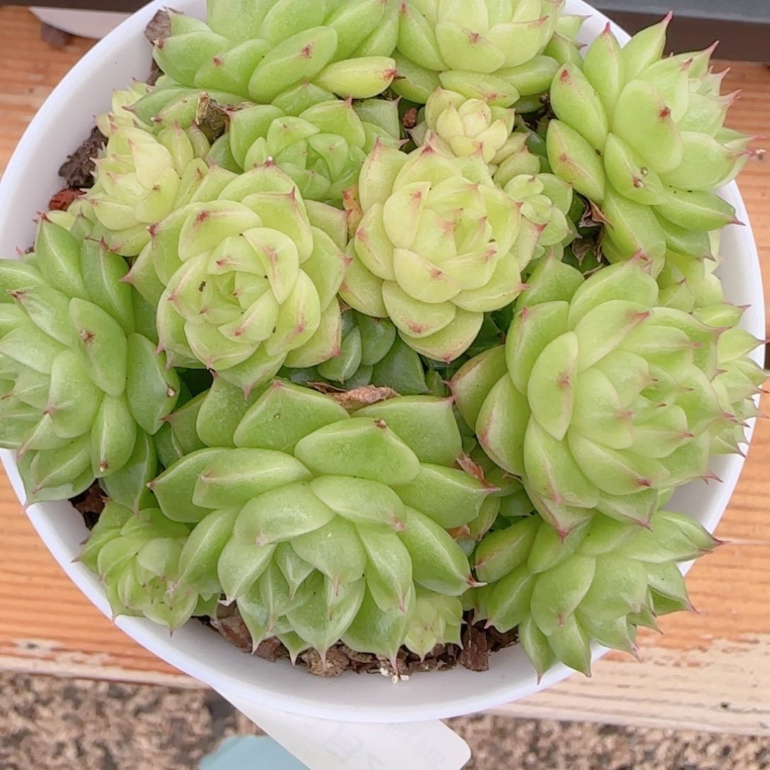 讨***葱花语逸镜1102-167散