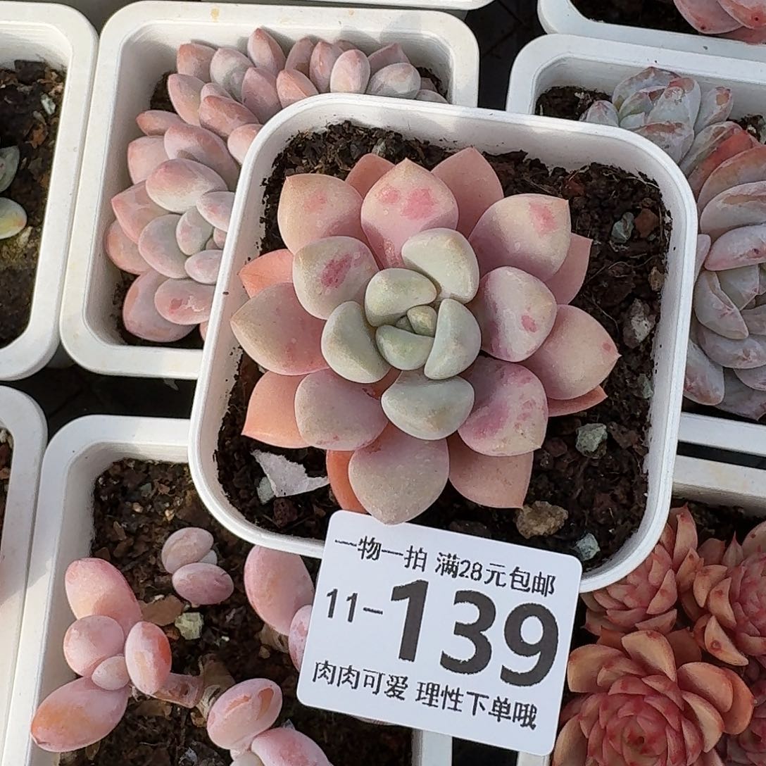 花斑鹿无盆土发货无