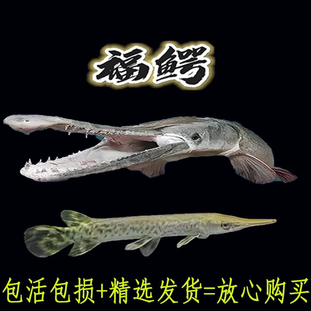 吃鱼凶猛鱼鳄雀鳝不用打氧不用加温凶猛大型混养活体热带观赏鱼