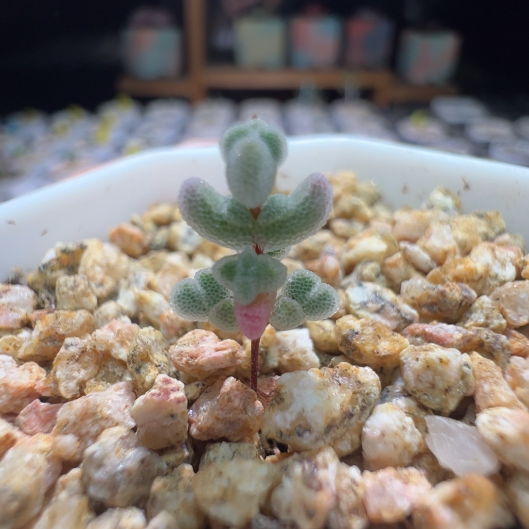 白水晶，尺寸小，228实生月曲，拍下不退不换