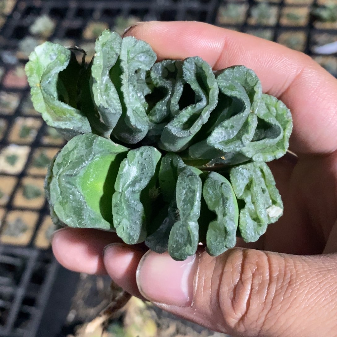 2703 一颗大银法师玉扇 挑大的发货 超级福利