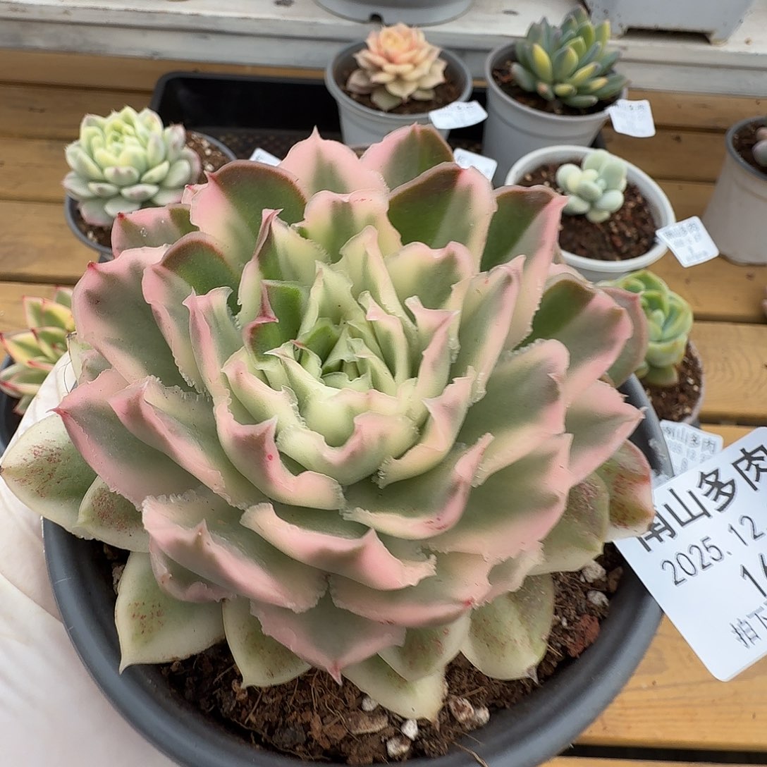 紫蝴蝶锦1111227-16