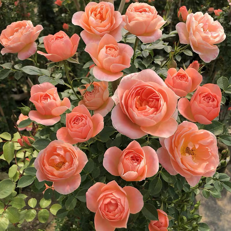 甜梦爬藤藤本爬藤月季花苗庭院地栽多季节开花观赏花卉