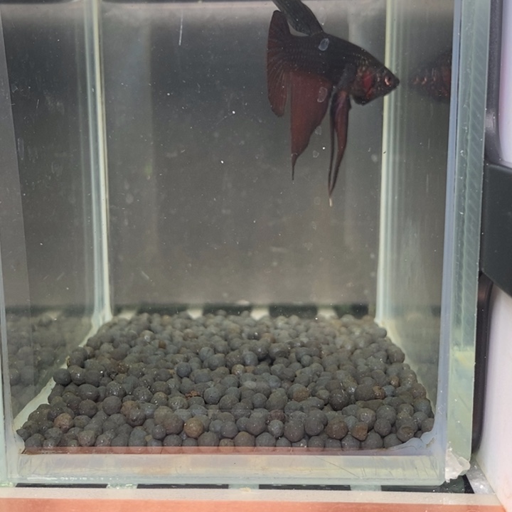 斗鱼泰国斗鱼474号