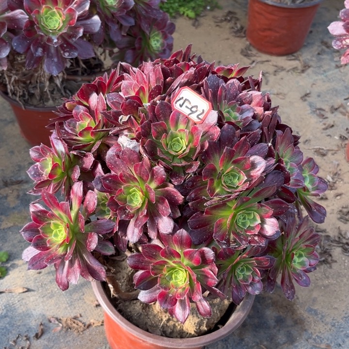 15-92安娜多肉植物