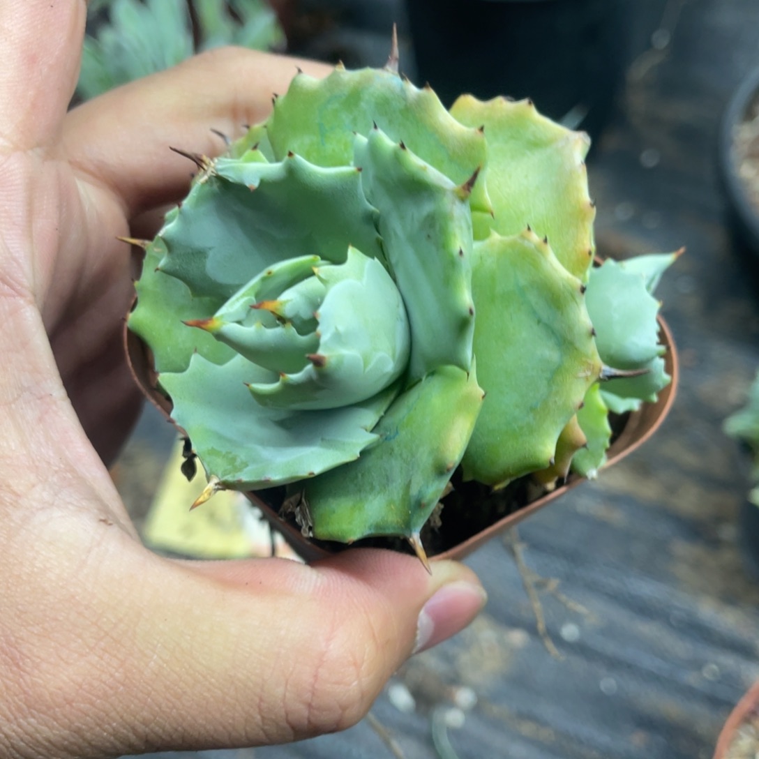 王妃雷神白原始种龙舌兰