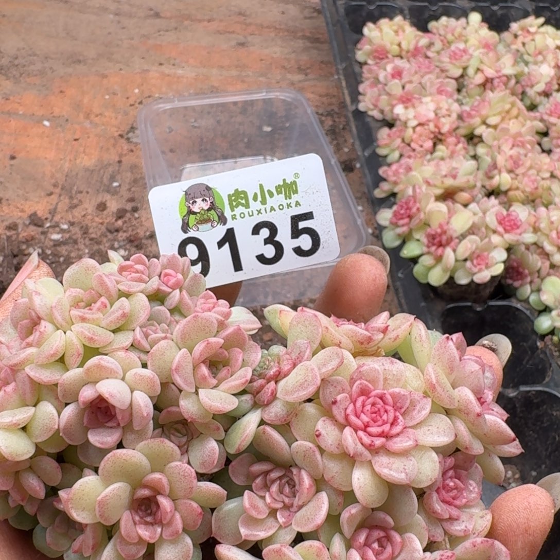 日****多肉植物多肉植物