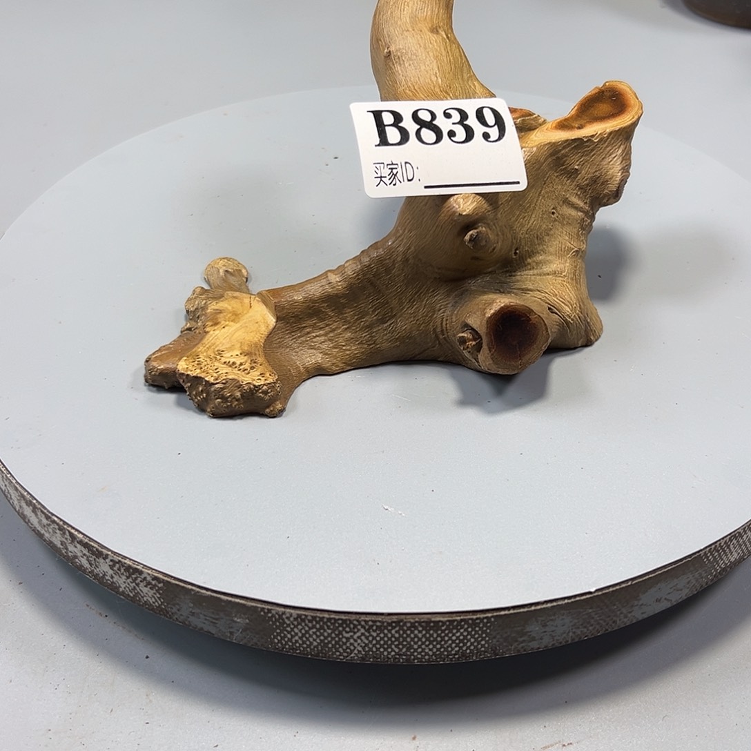 大果紫檀（缅甸花梨）三****u