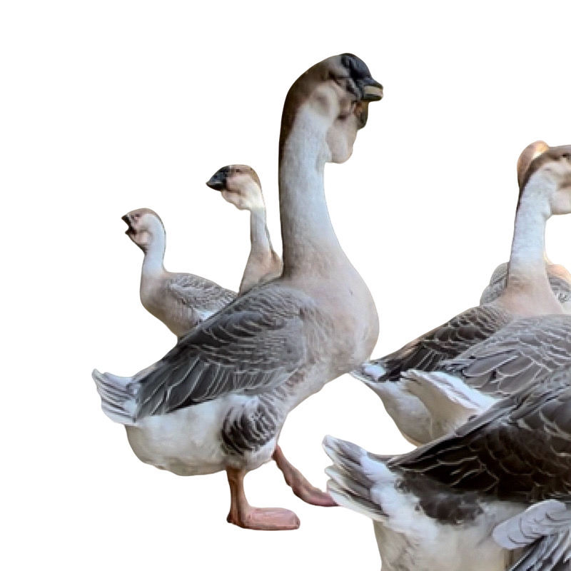 特大品种狮头鹅半斤鲜活肉质鲜嫩预包装食品