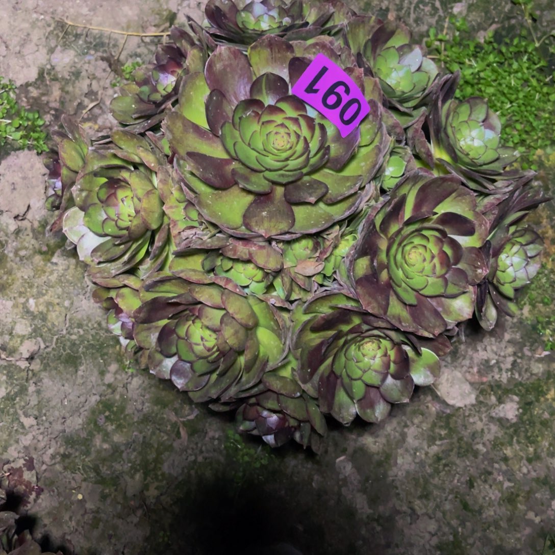 黑魔法师26////////////13包邮