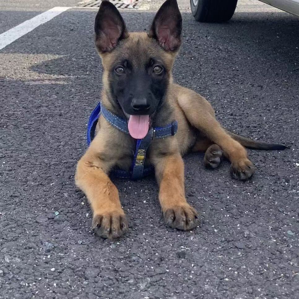 马犬适合看家护卫帅气中型宠物犬