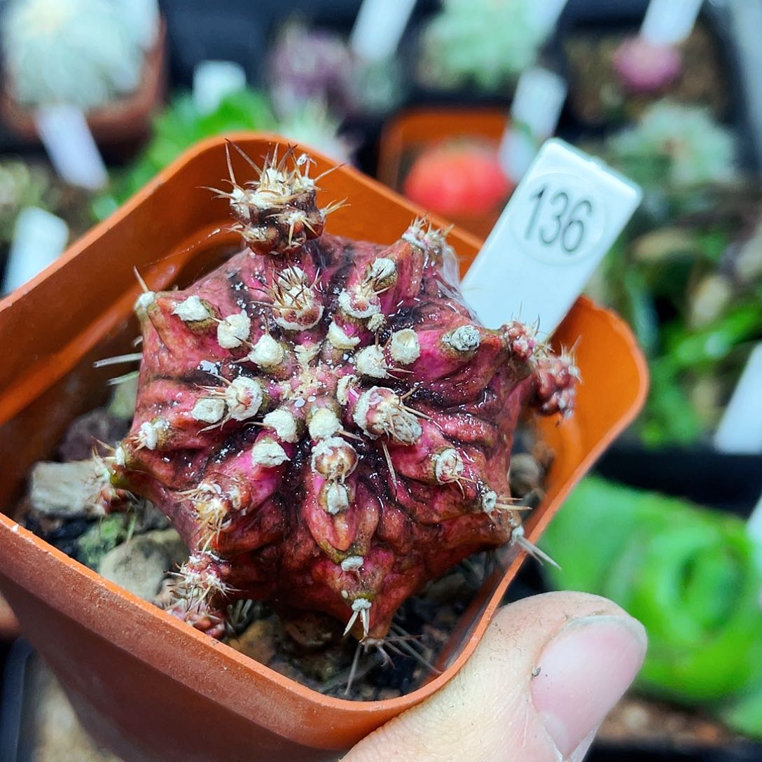 非偏远地区满25包邮仙人球