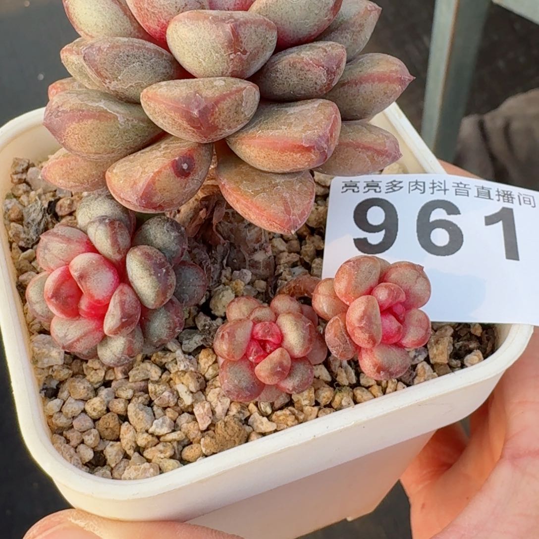 葡萄       多肉植物