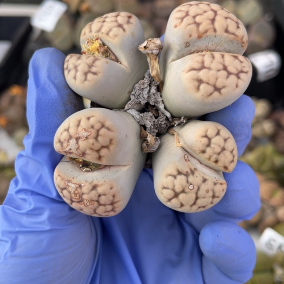 非偏远满20包邮433