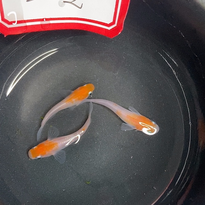 青鳉鱼观背青鱂26号小盯