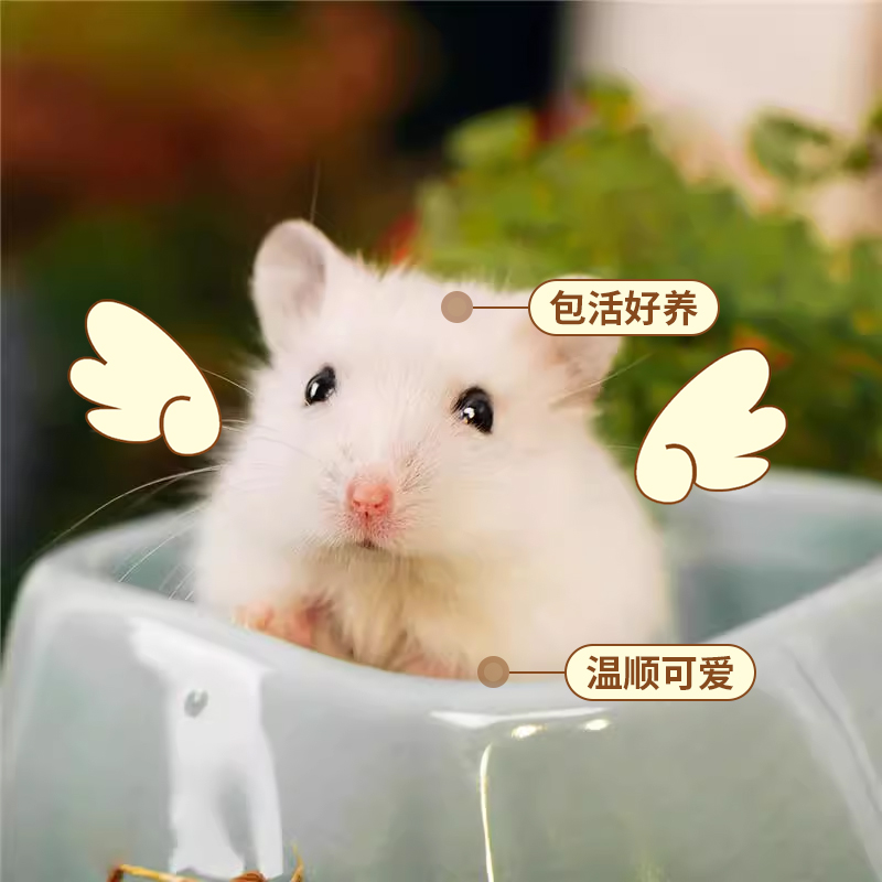 长毛短毛金丝熊可爱活体小宠物适合家养乖巧温顺