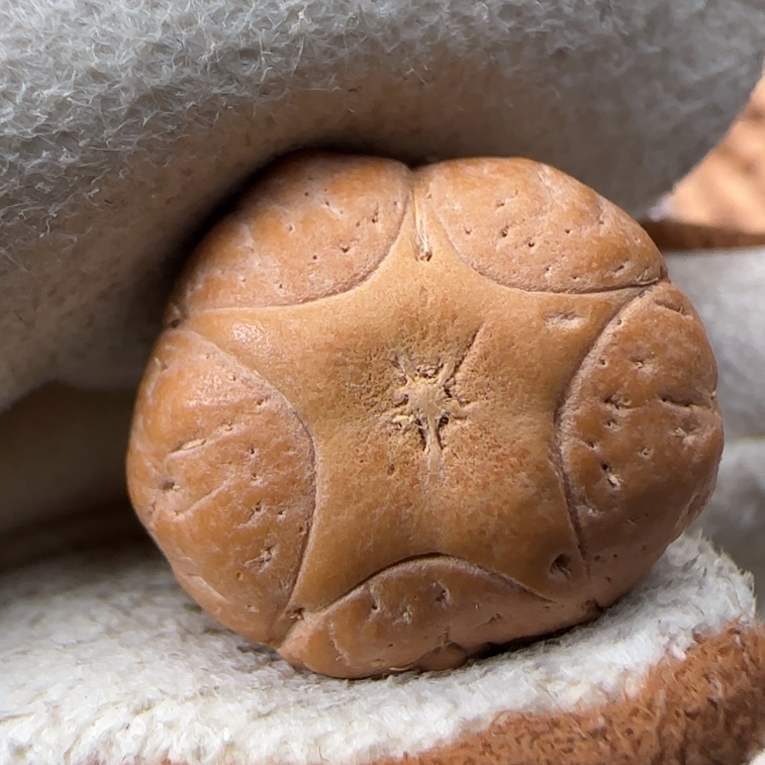 吊坠凤眼菩提凤眼菩提