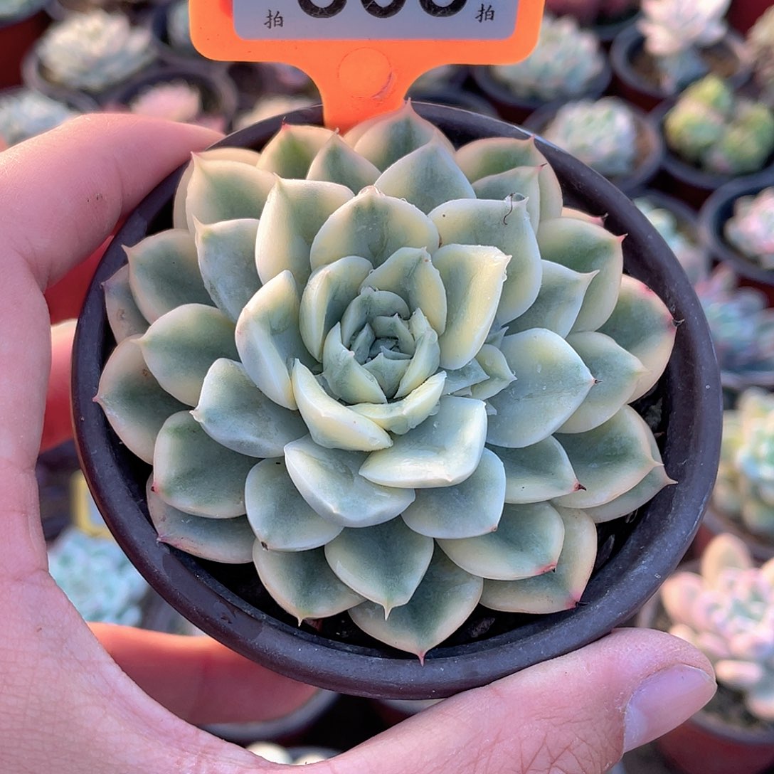 303号月亮锦多肉植物