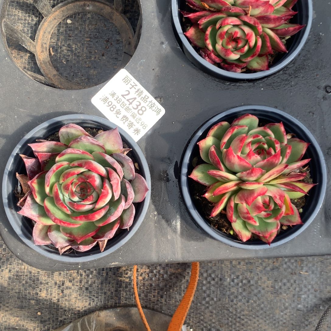 2438号3颗一物一拍7厘米