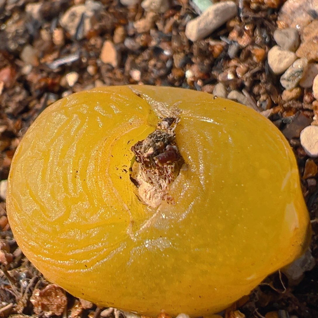 79多肉植物百科知识