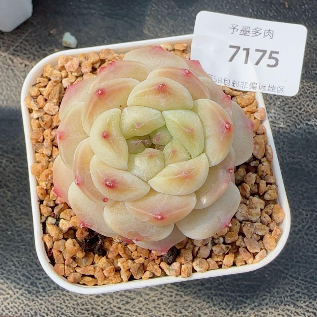 冰魄，7175多肉植物