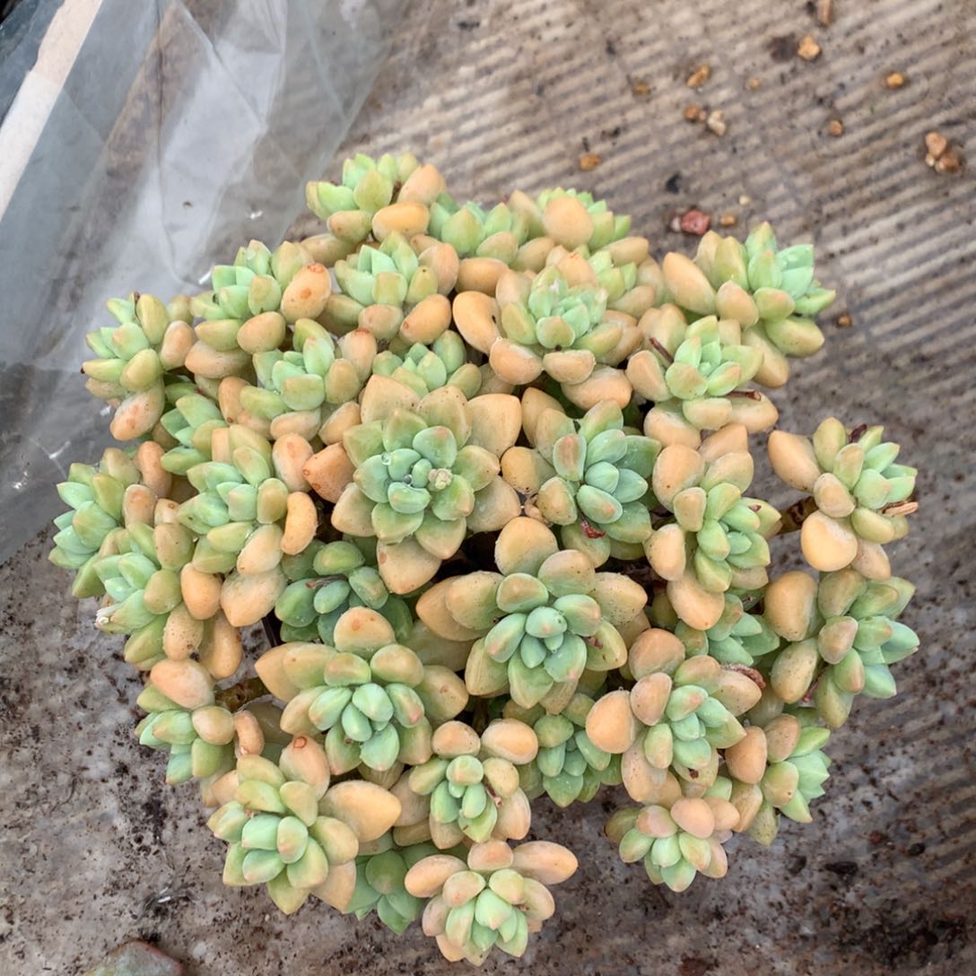 蛋糕奶酪老桩平头一物一拍