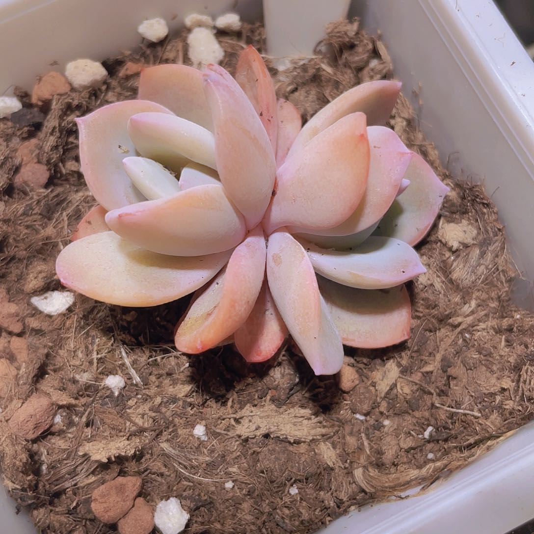 奶茶w073一物一拍