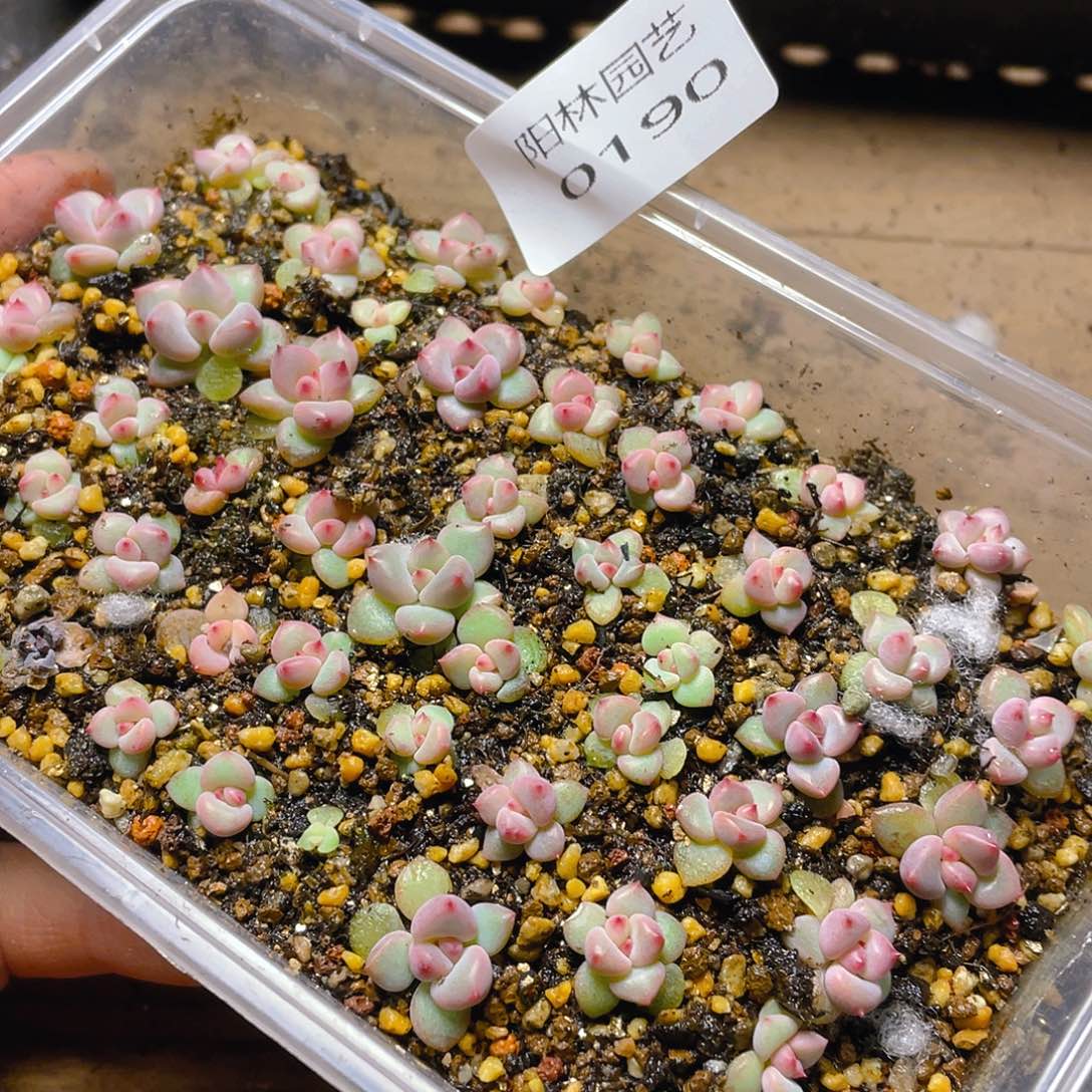 多肉植物多肉植物190