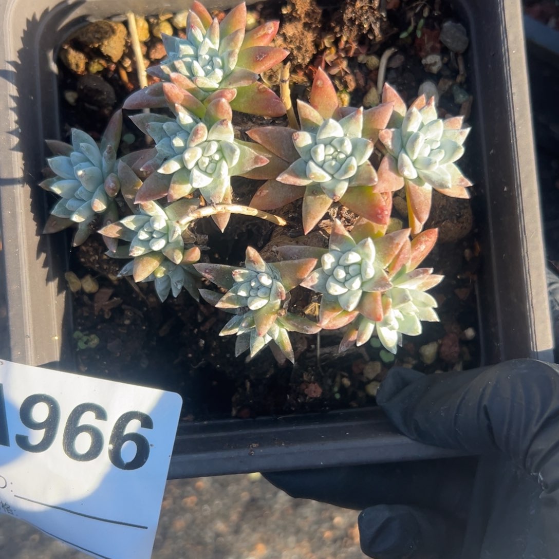 大脸白菊～一物一拍966