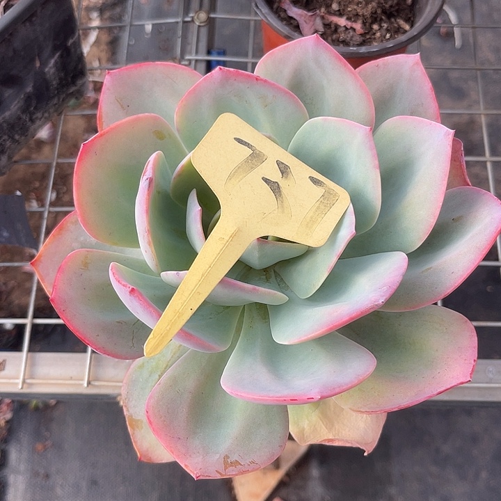 两单包邮，一物一拍