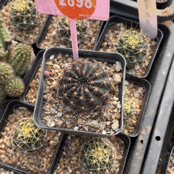 阿***函0170-2534-2898000000