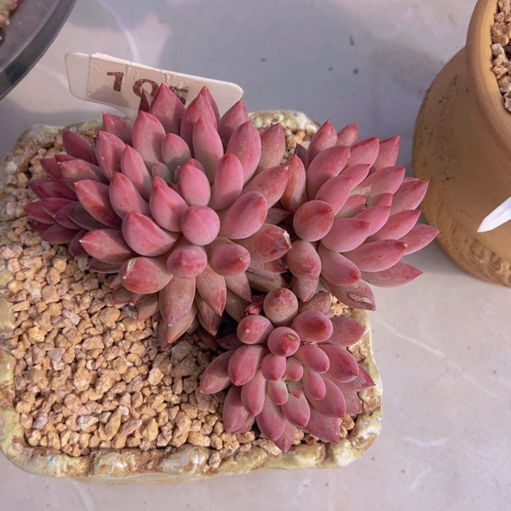 健健康康平平安安