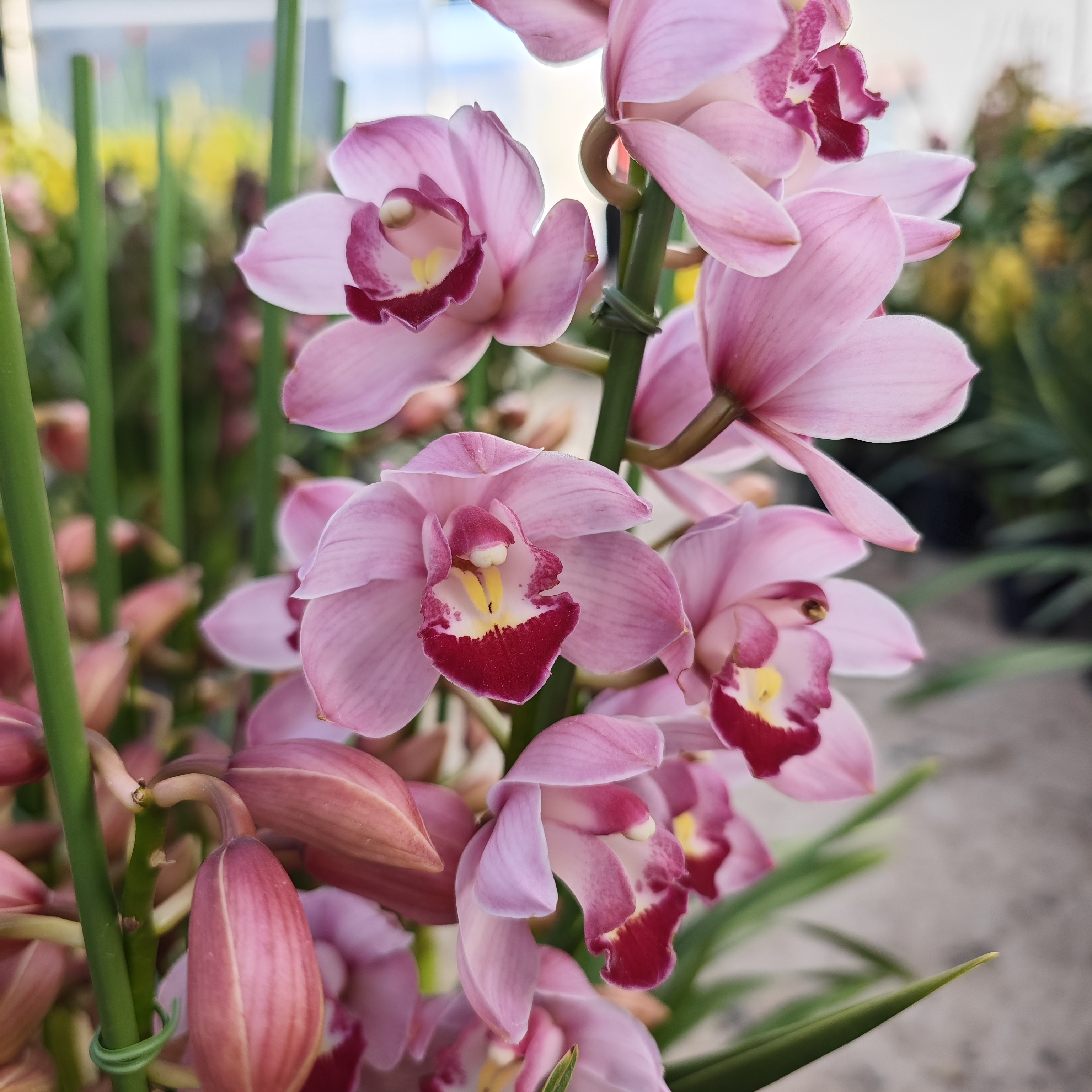（芊芊花卉）大花惠兰 1312（笑脸）(昭君)