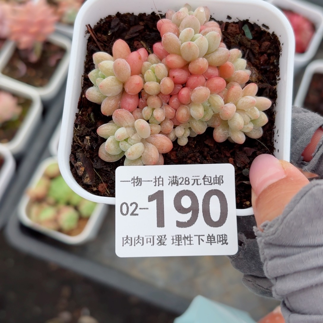 鱼子酱多肉无盆土发货无盆土发货无