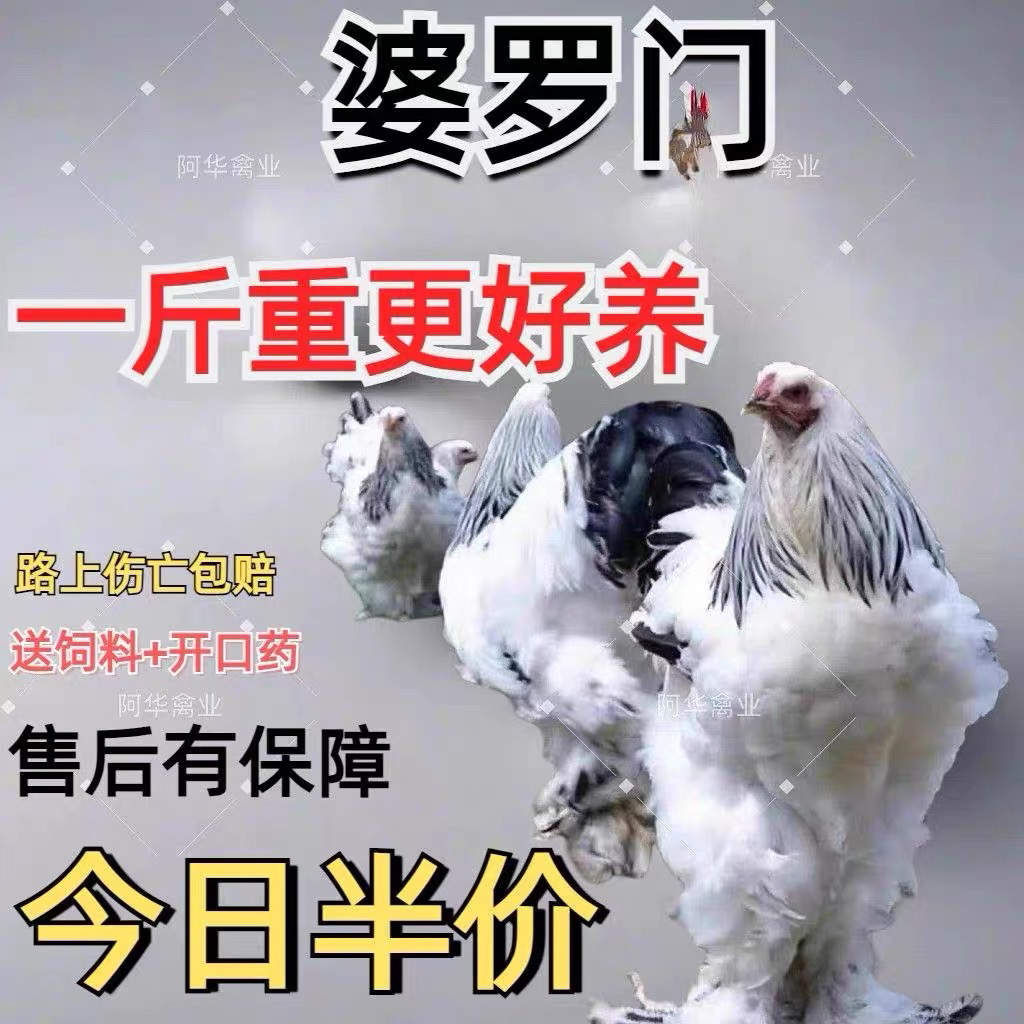 纯种婆罗门鸡观赏鸡毛脚鸡大体梵天鸡活体宠物鸡顺丰发货