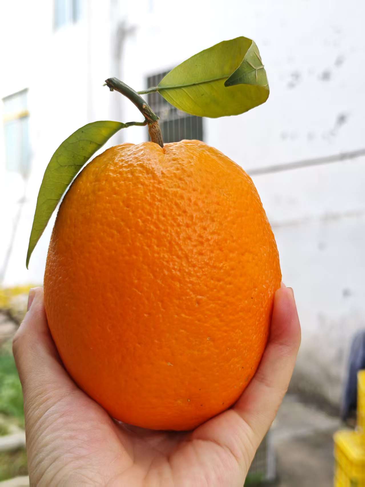 特价【特大果】头部四分之一干水 不影响口感