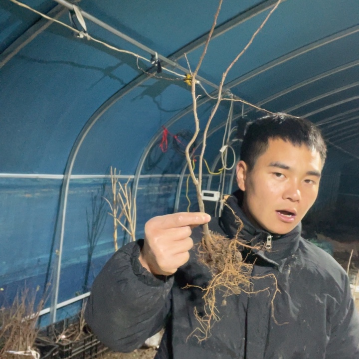 白寿海棠花一颗苗